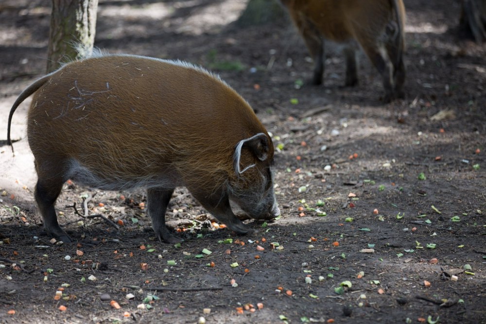 Red River Hog животное