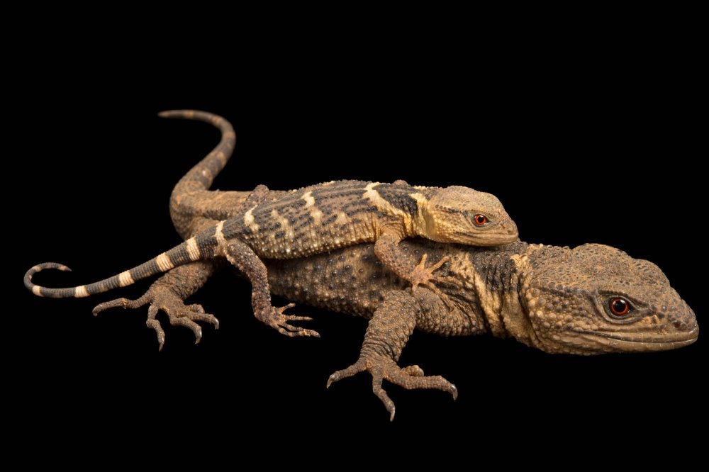 Xenosaurus Platyceps