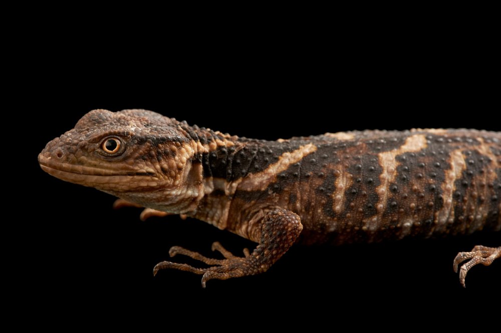 Trilophosuchus rackhami