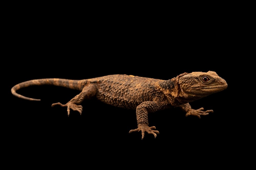 Xenosaurus Grandis