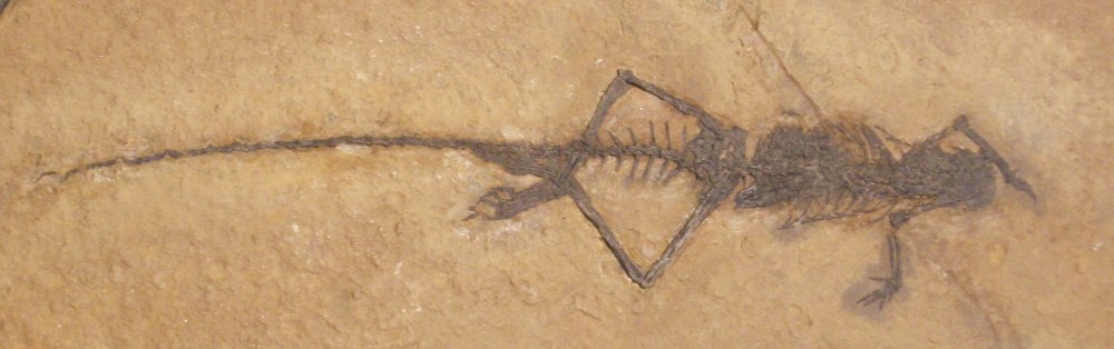 Langobardisaurus pandolfii