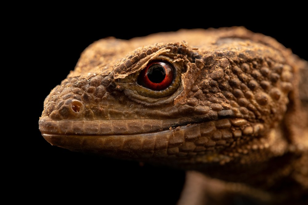 Xenosaurus Platyceps