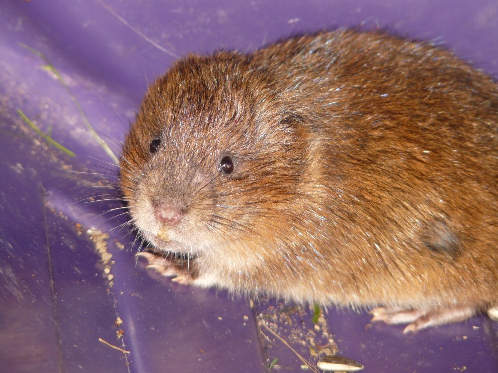 Arvicola terrestris