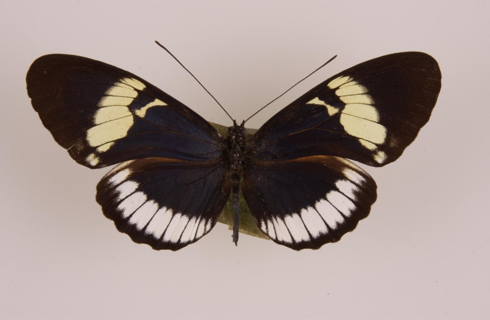 Heliconius cydno CYDNIDES