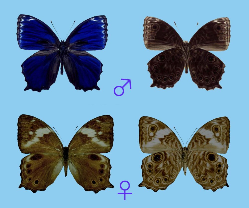 Phalena Batis