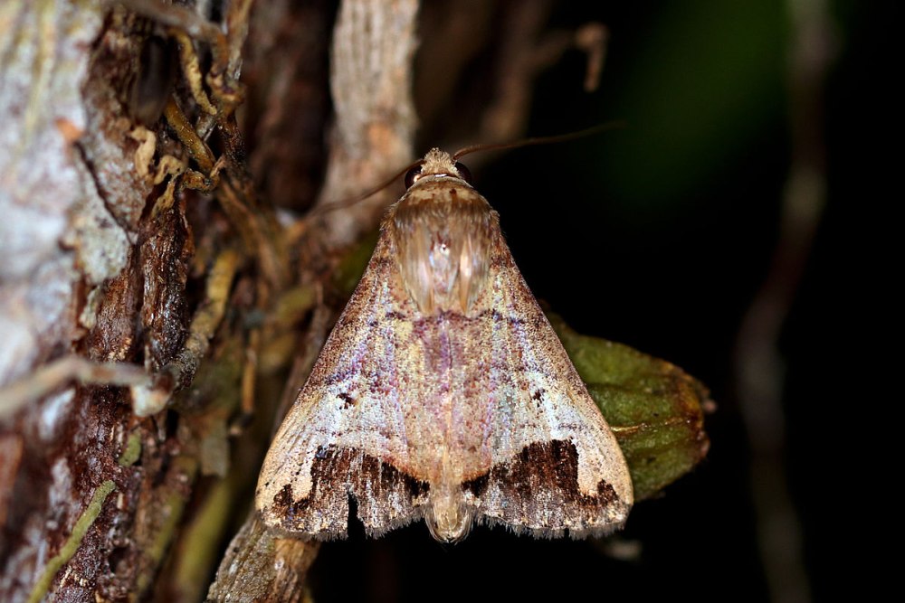 Calyptra (лат.) — Род бабочек из семейства Erebidae.