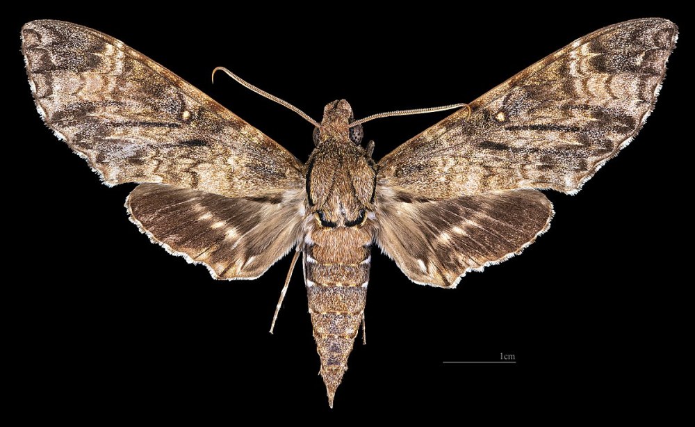 Meganoton Nyctiphanes