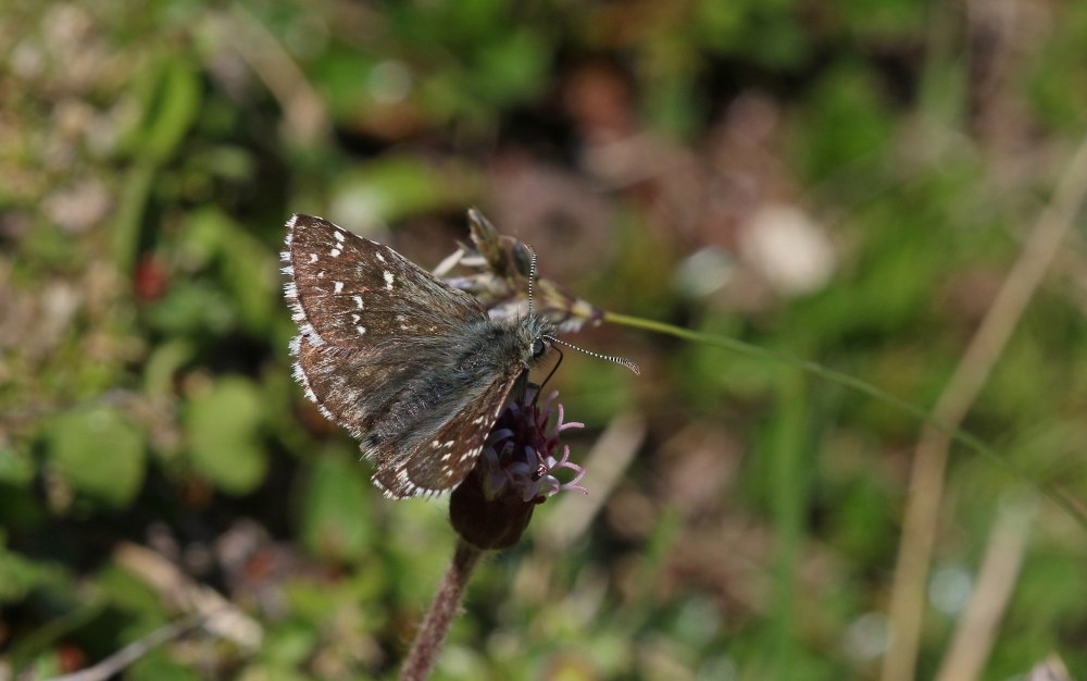 Pyrgus Alveus
