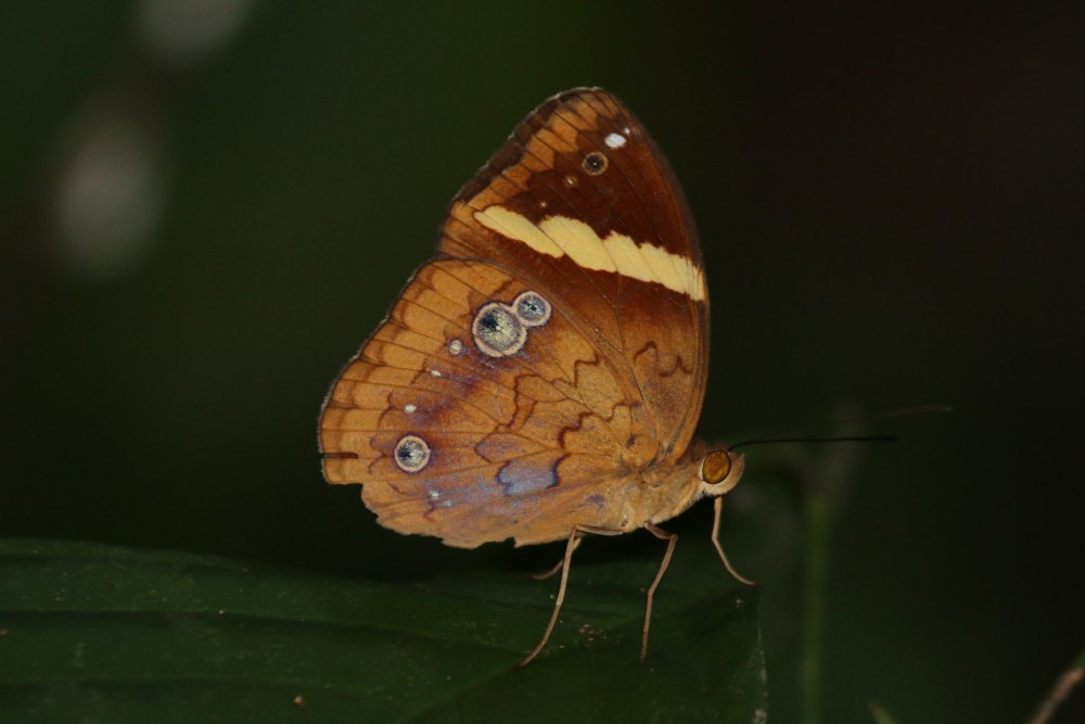 Zeuxidia amythaon