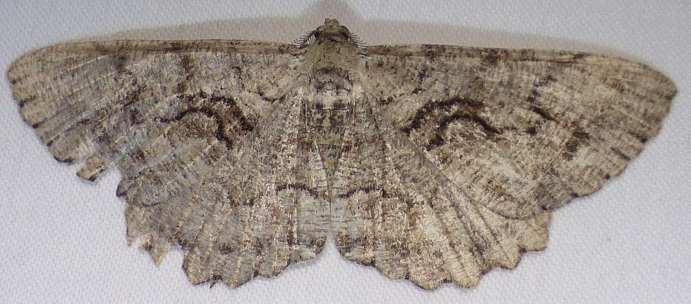 Calcaria