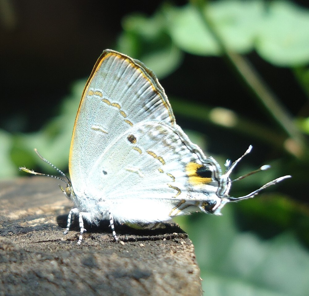 Hypolycaena antifaunus