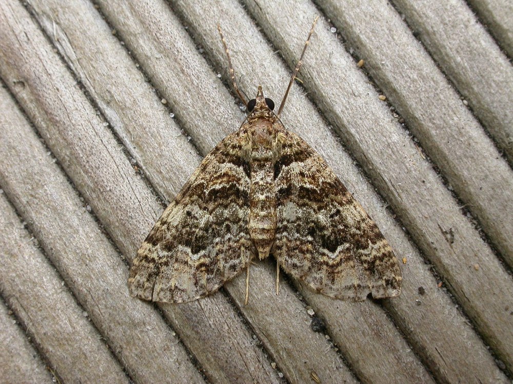 Costaconvexa caespitaria