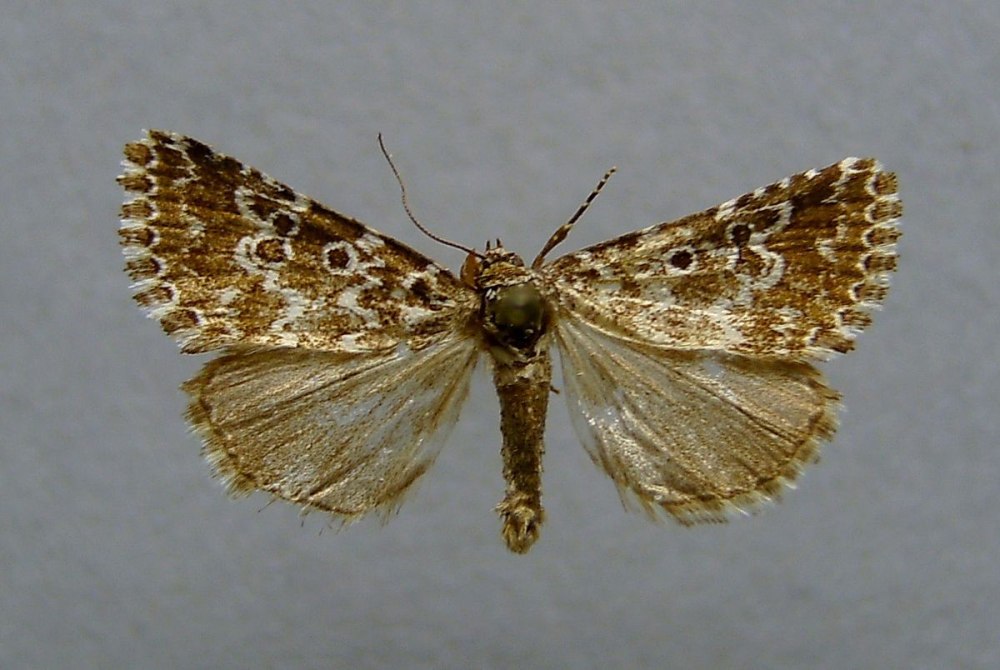 Starosta's callanaitis Disjecta