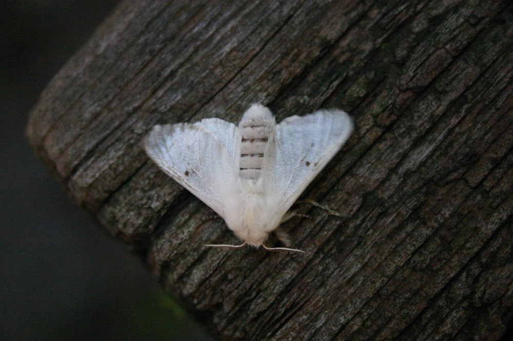 Streblote fainae