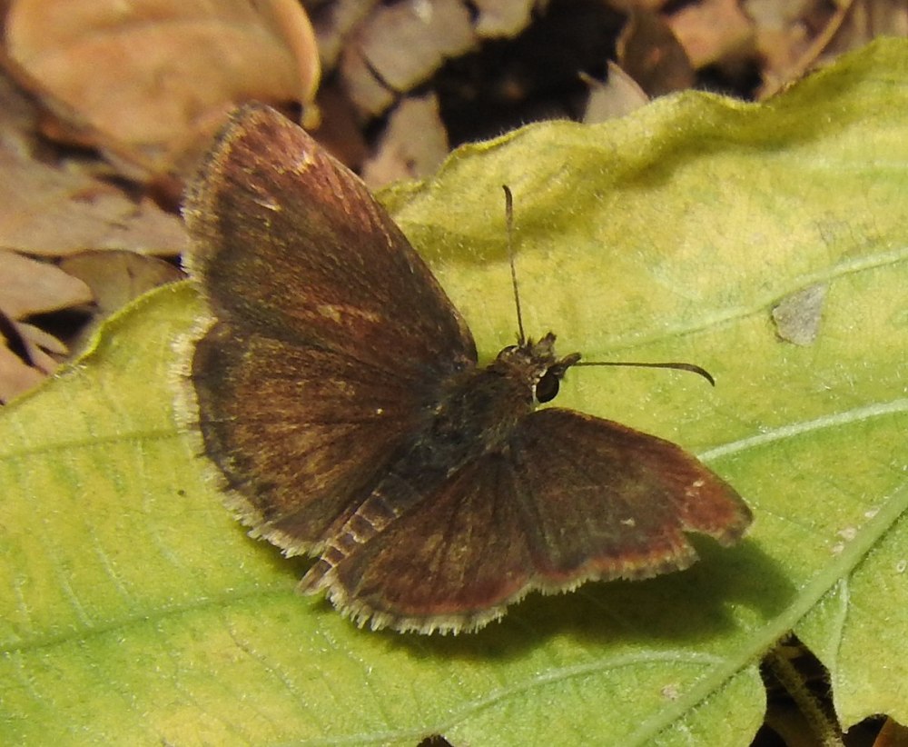 Hesperiidae Family