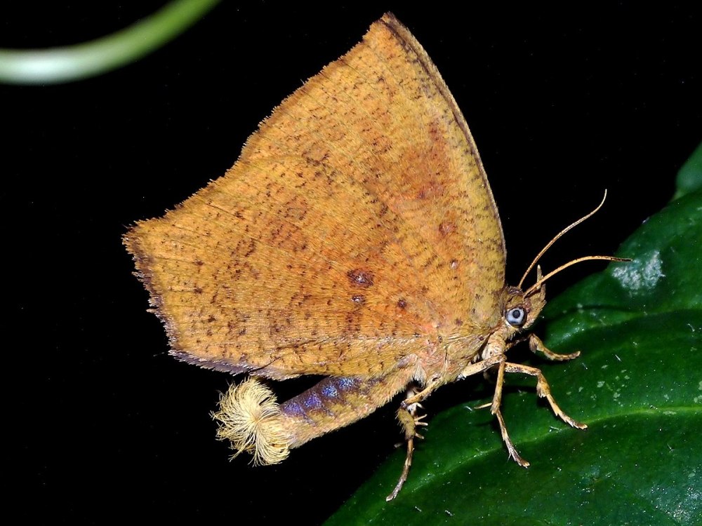 Pterodecta felderi Brem