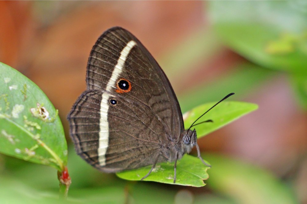 Heteropsis davisoni