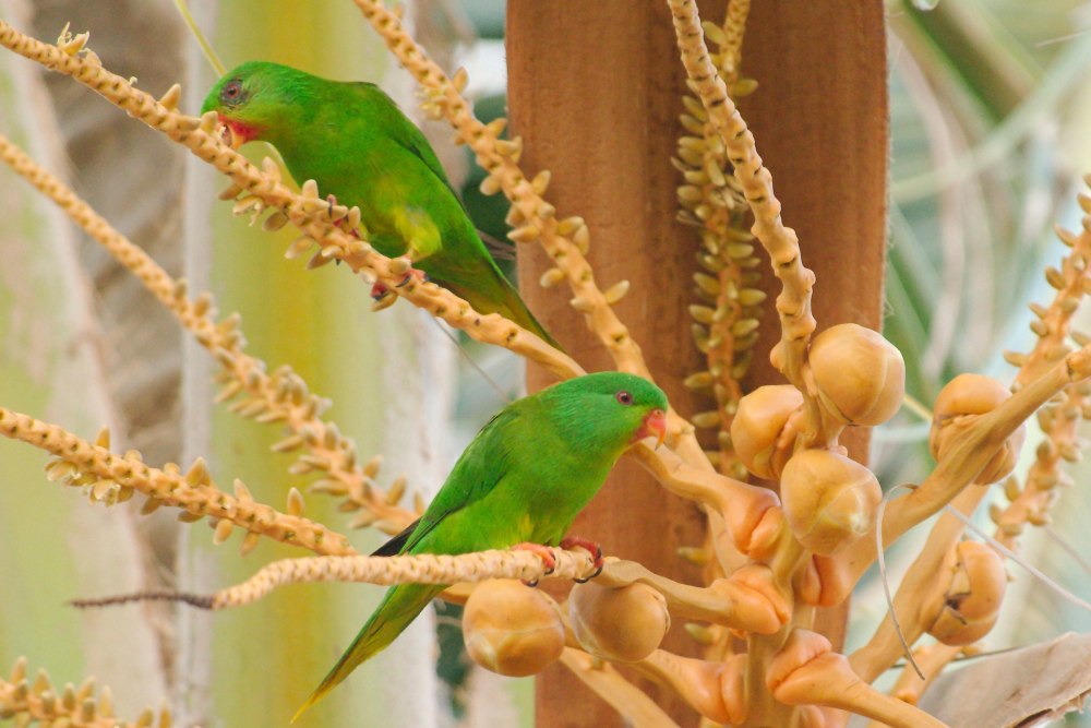 Charmosyna palmarum