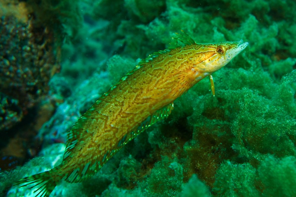 Rhamphichthys rostratus
