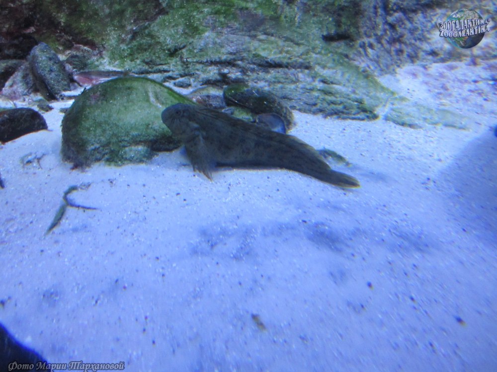 Blennius sanguinolentus