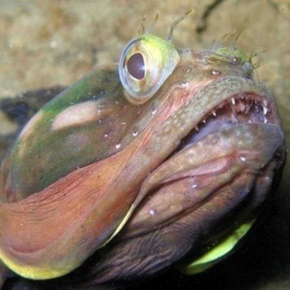 Щучья морская собачка