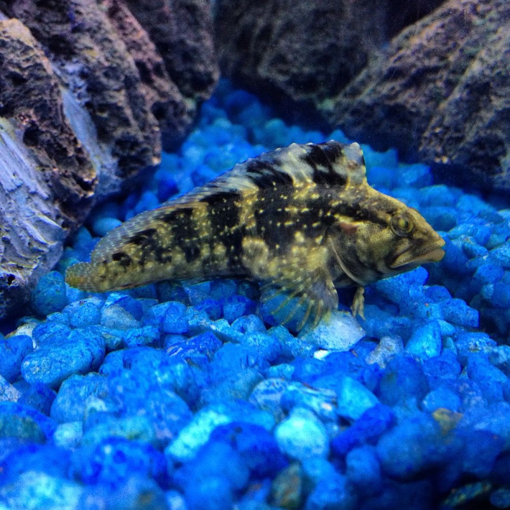 Рыбы Blenny Википедия