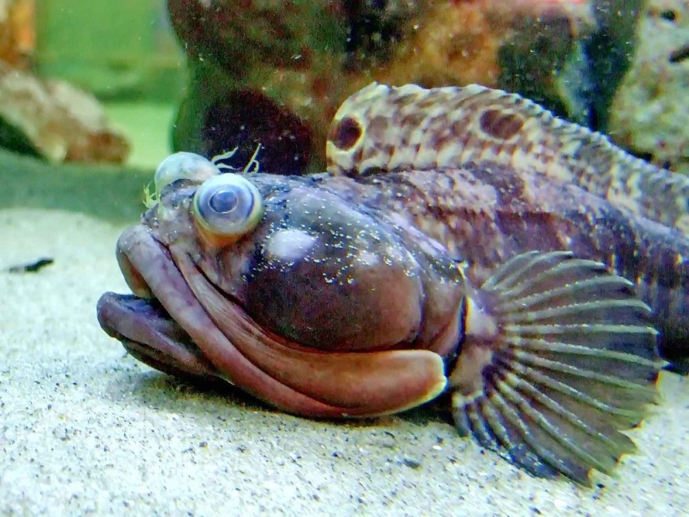 Neoclinus blanchardi