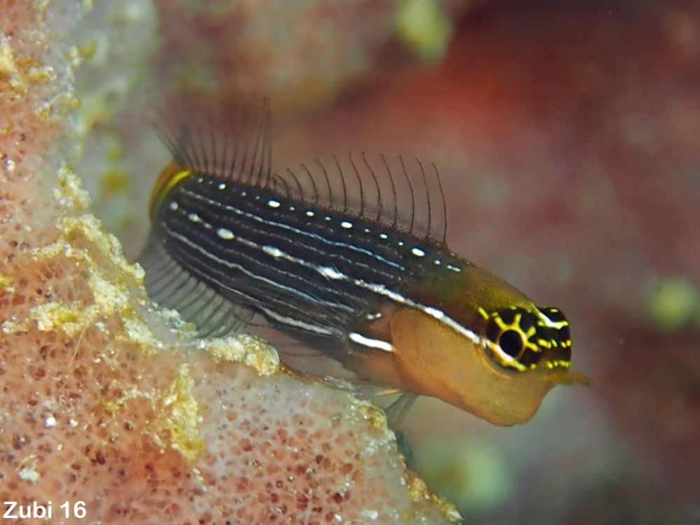 Pictus Blenny
