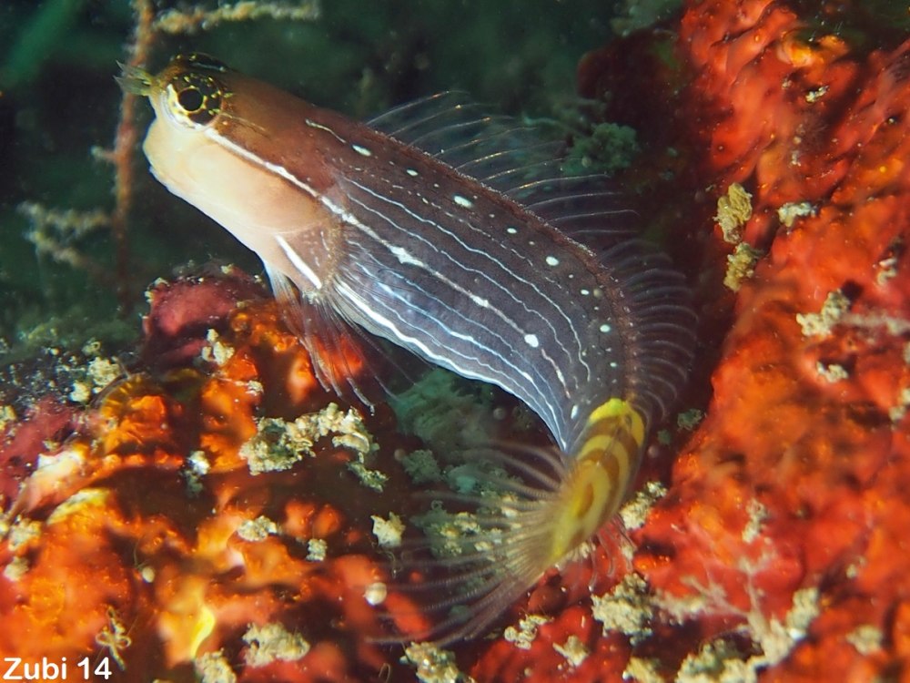 Pictus Blenny