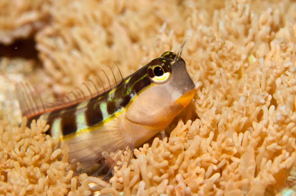 Pictus Blenny