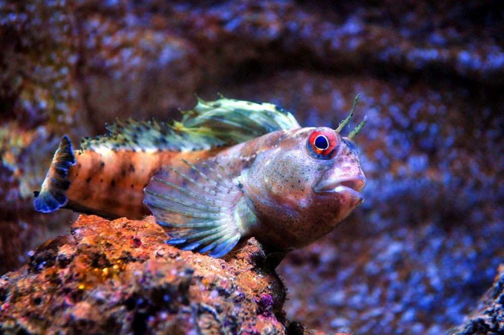 Parablennius marmoreus