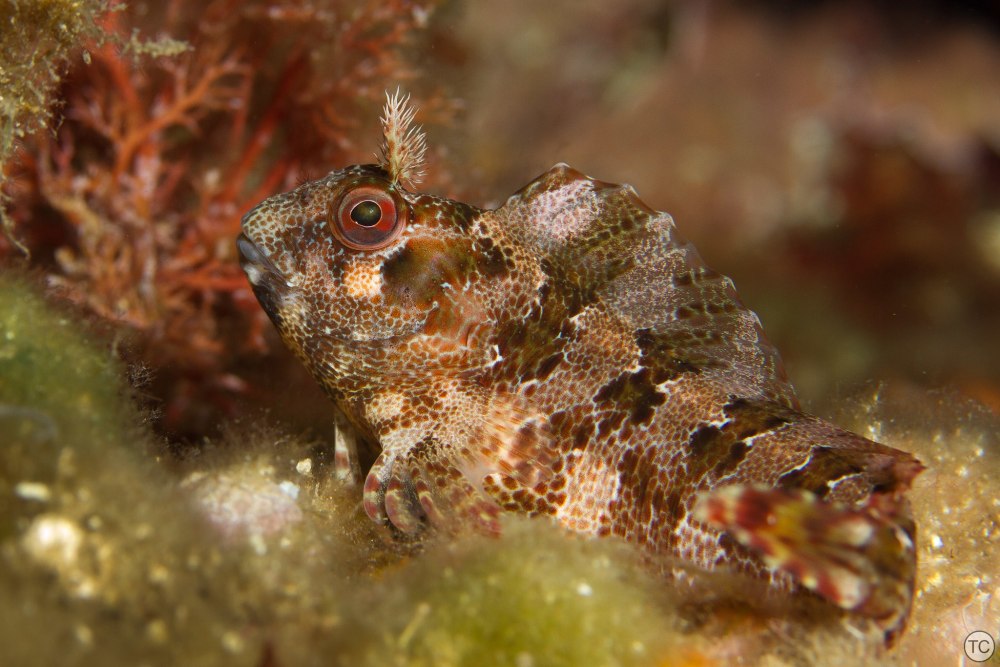 Parablennius gattorugine