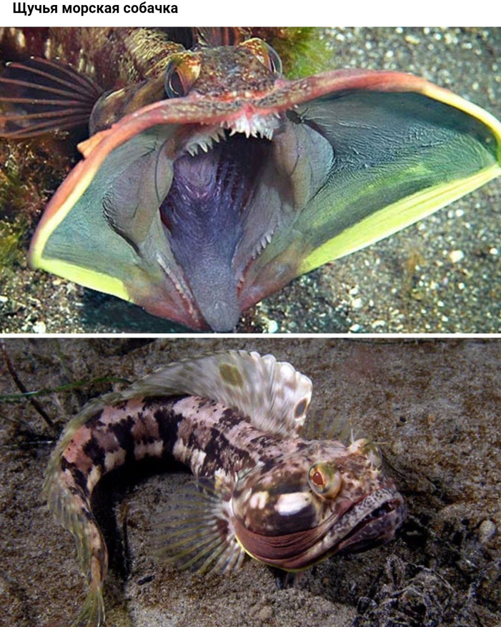 Щучья морская собачка