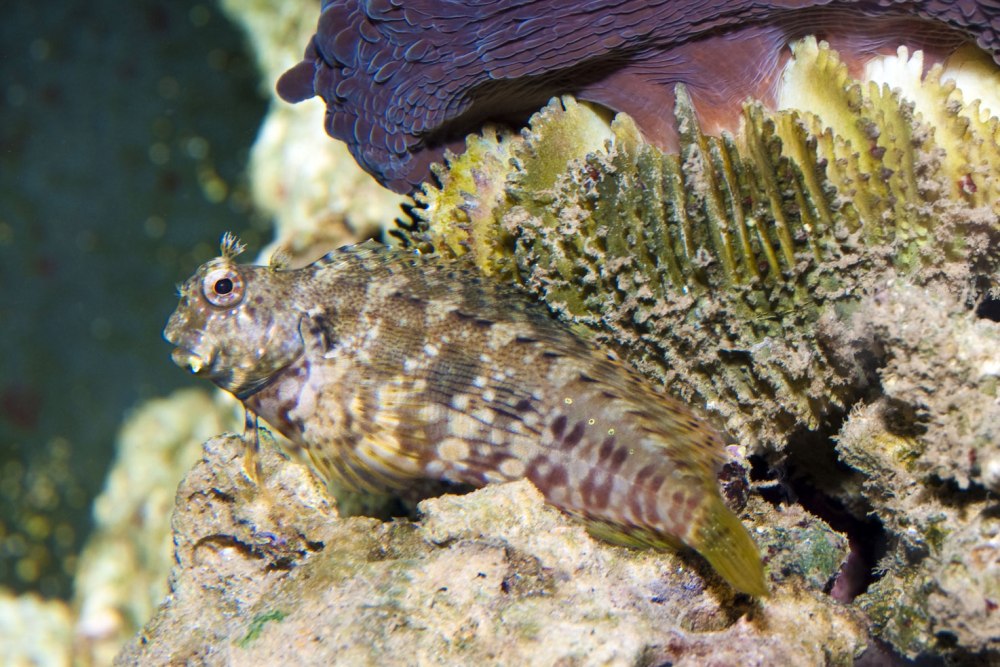 Lawnmower Blenny