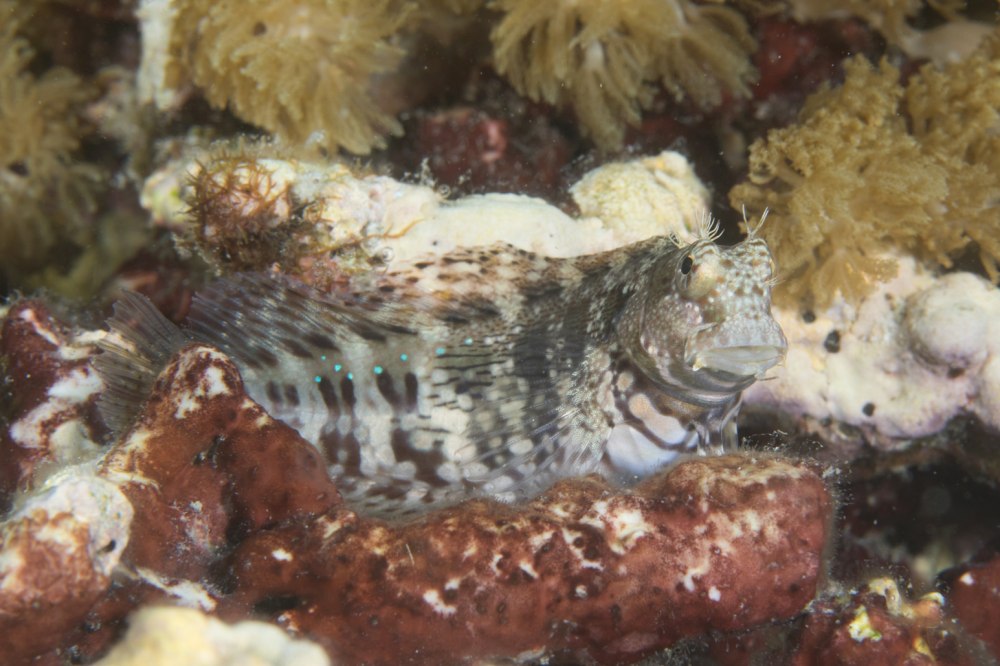 Salarias fasciatus