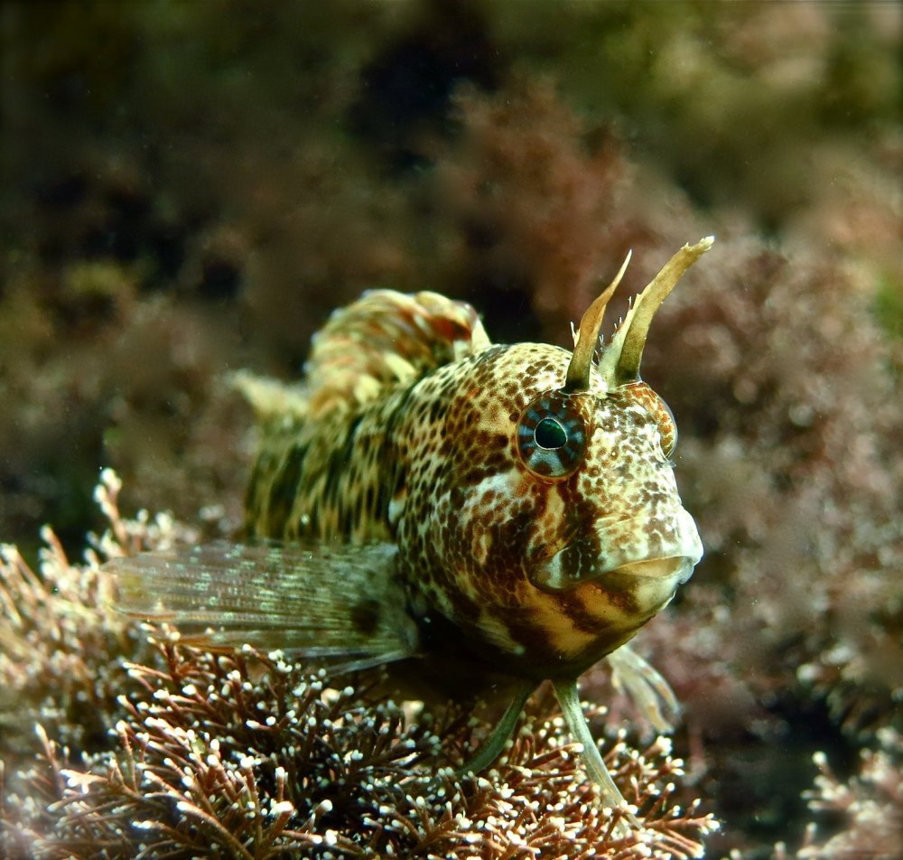 Морская собачка Черноморская