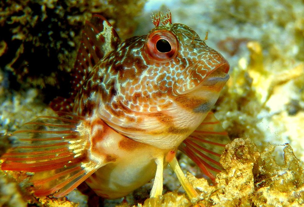 Craterostigmus tasmanianus
