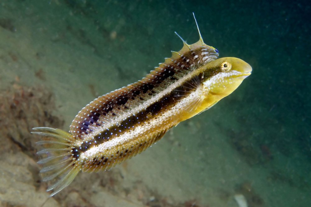 Petroscirtes mitratus