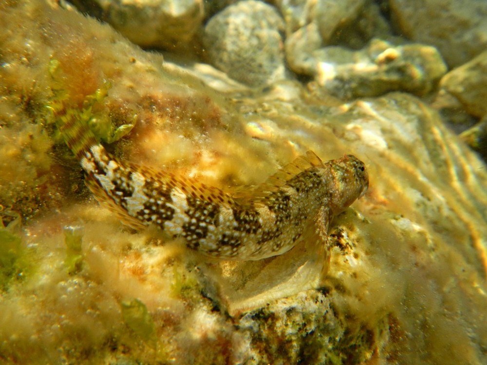 Coryphoblennius galerita