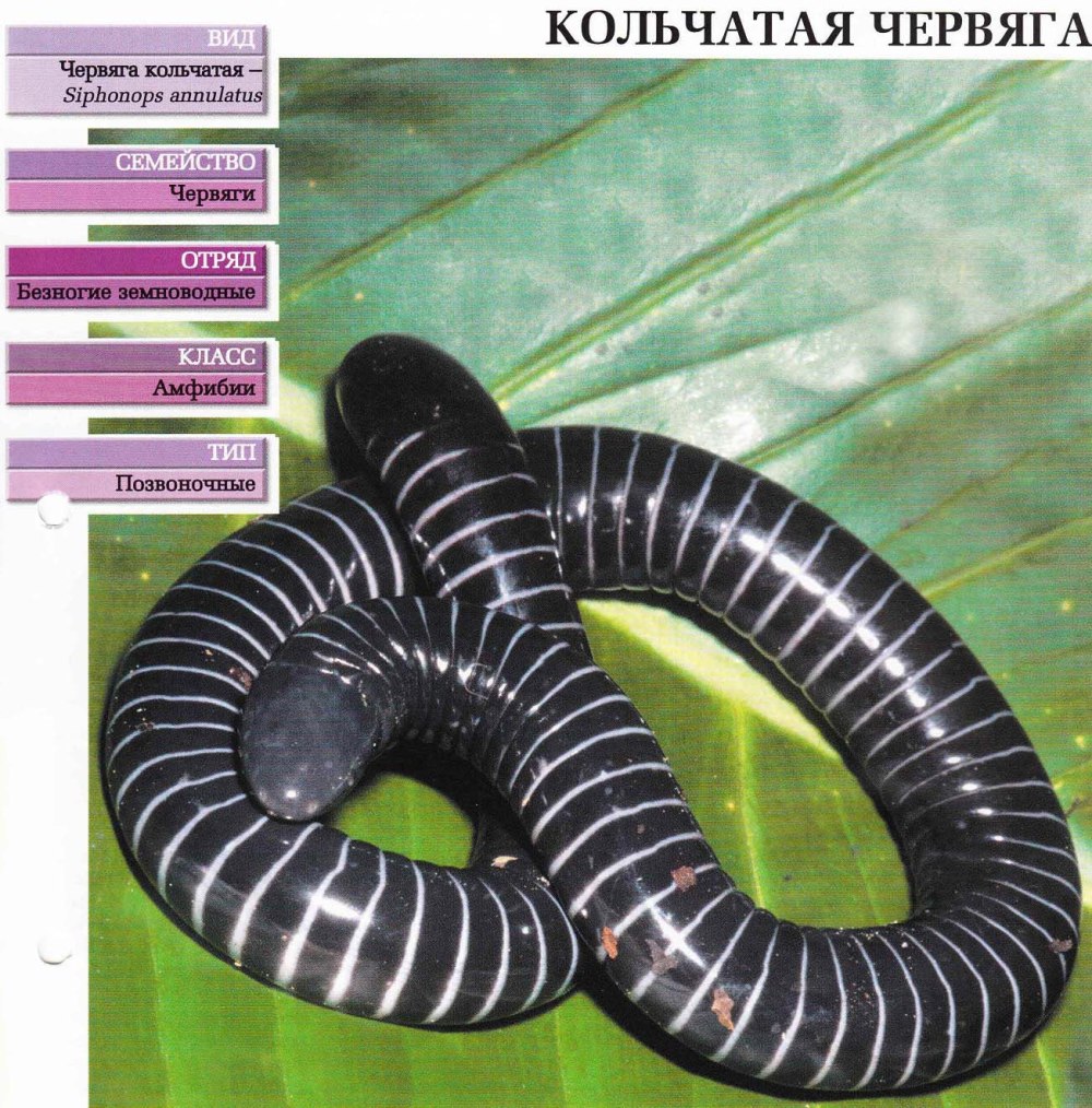 Кольчатая червяга отряд
