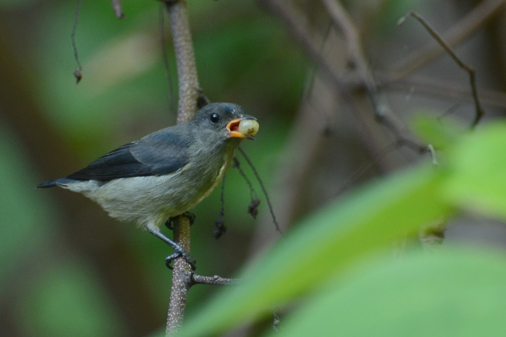 Phuliun celebicum