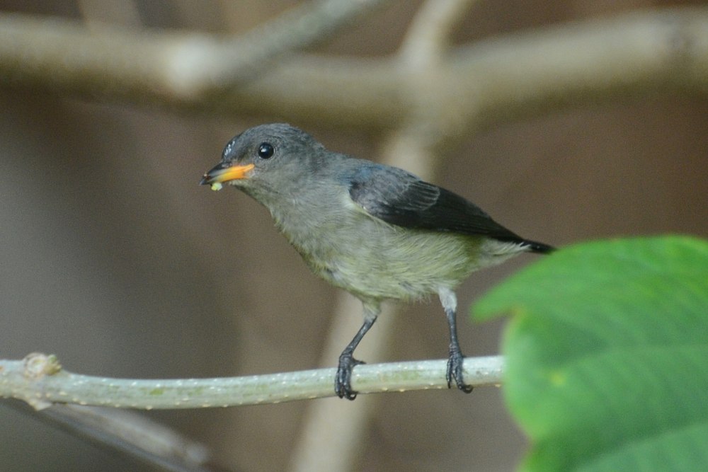 Phuliun celebicum