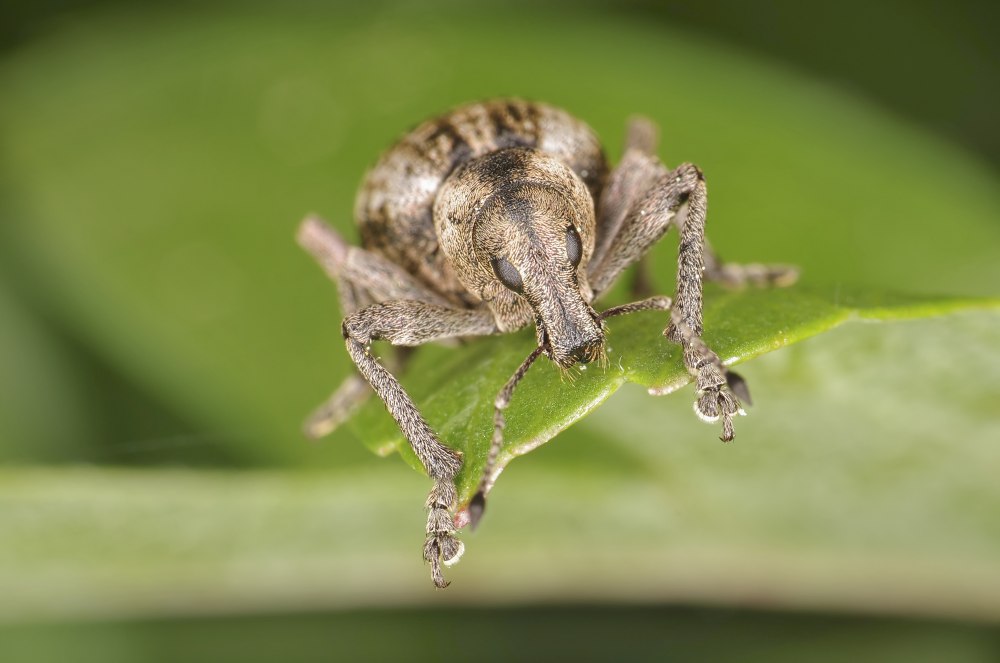Chemical Weevil