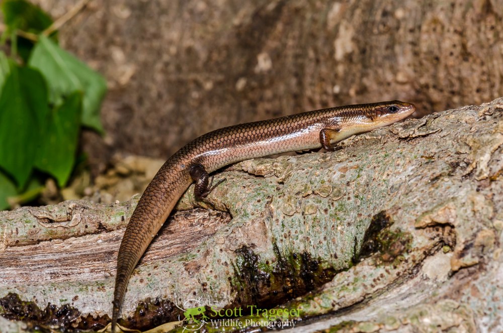 Trachylepis aurata