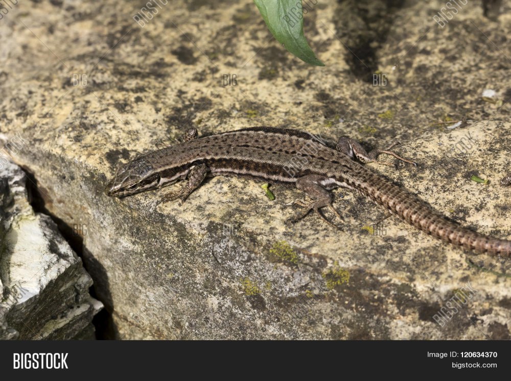 U-Wall Lizard.