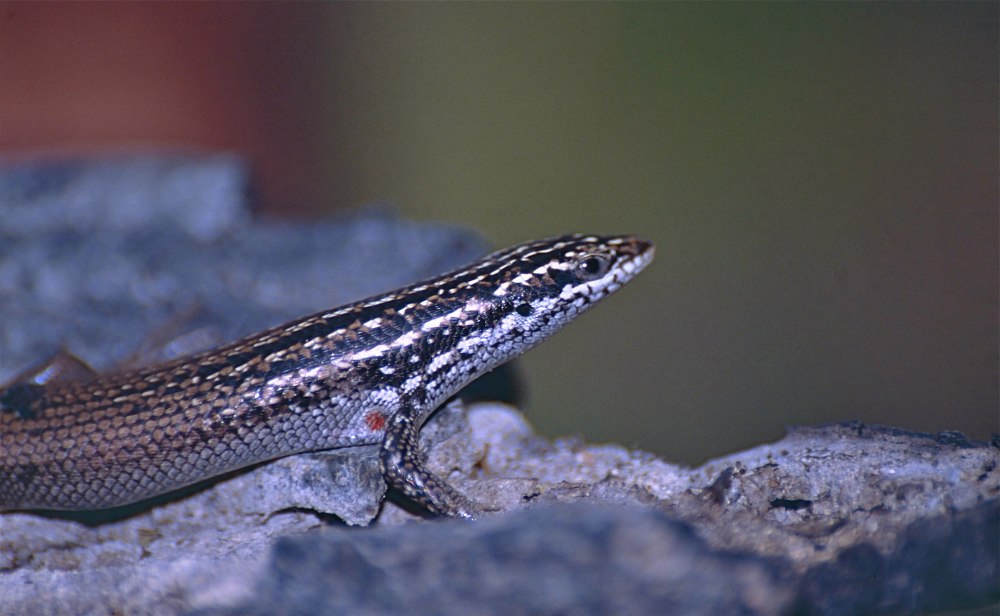 Trachylepis Atlantica