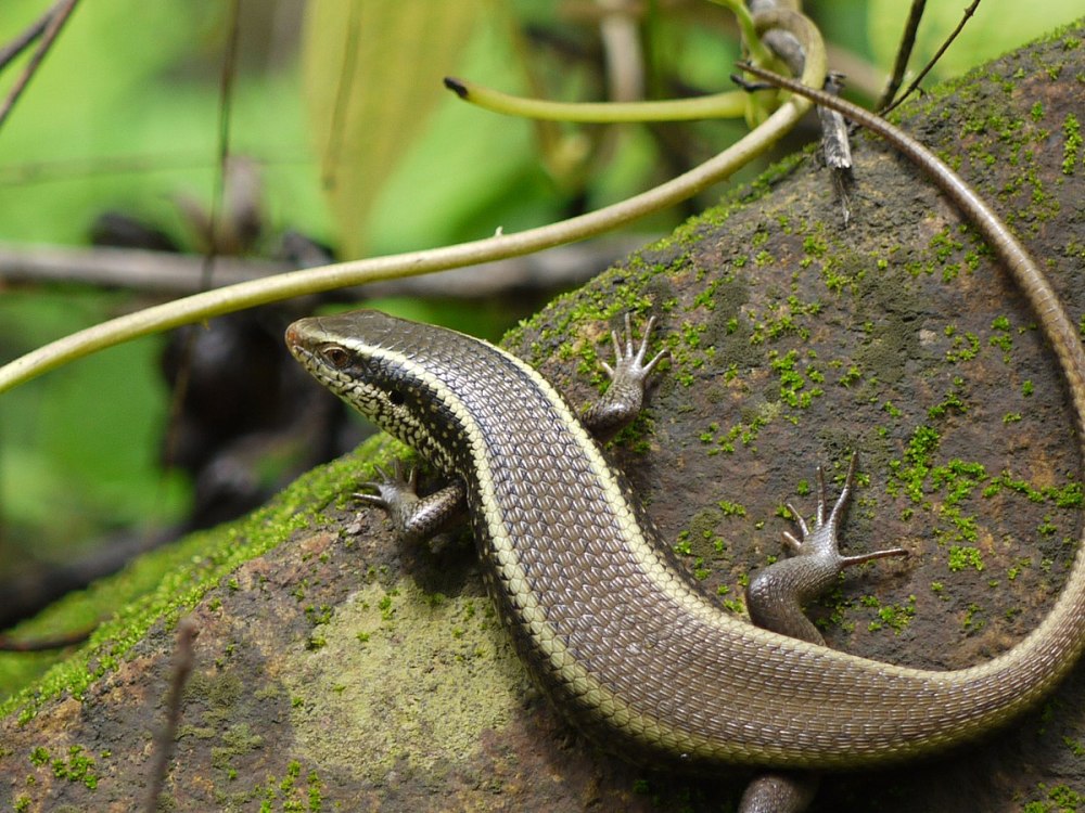 Spirotropis carinata