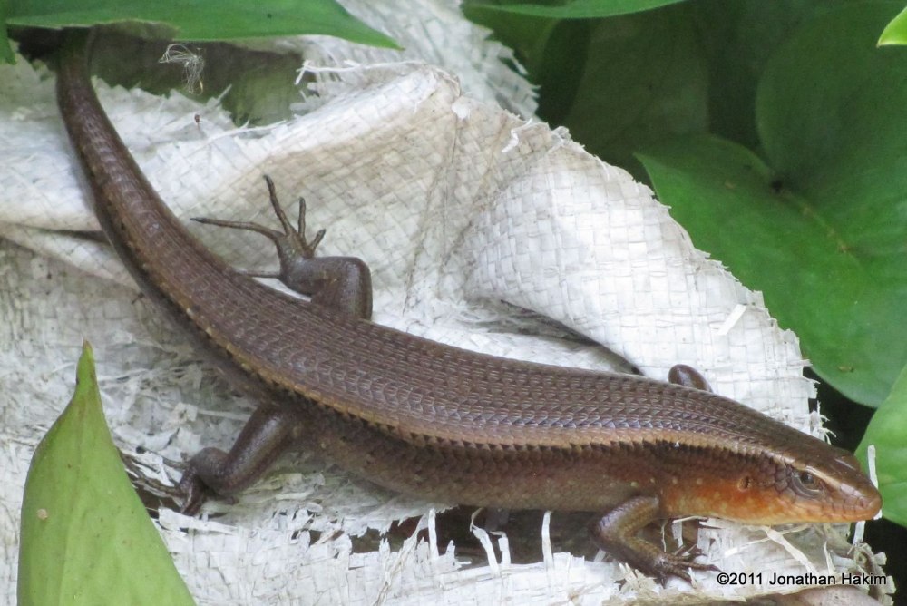 Eutropis multifasciata