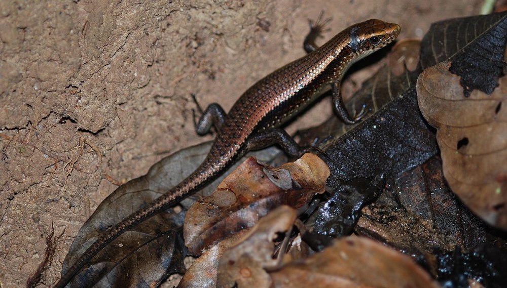 Eutropis multifasciata