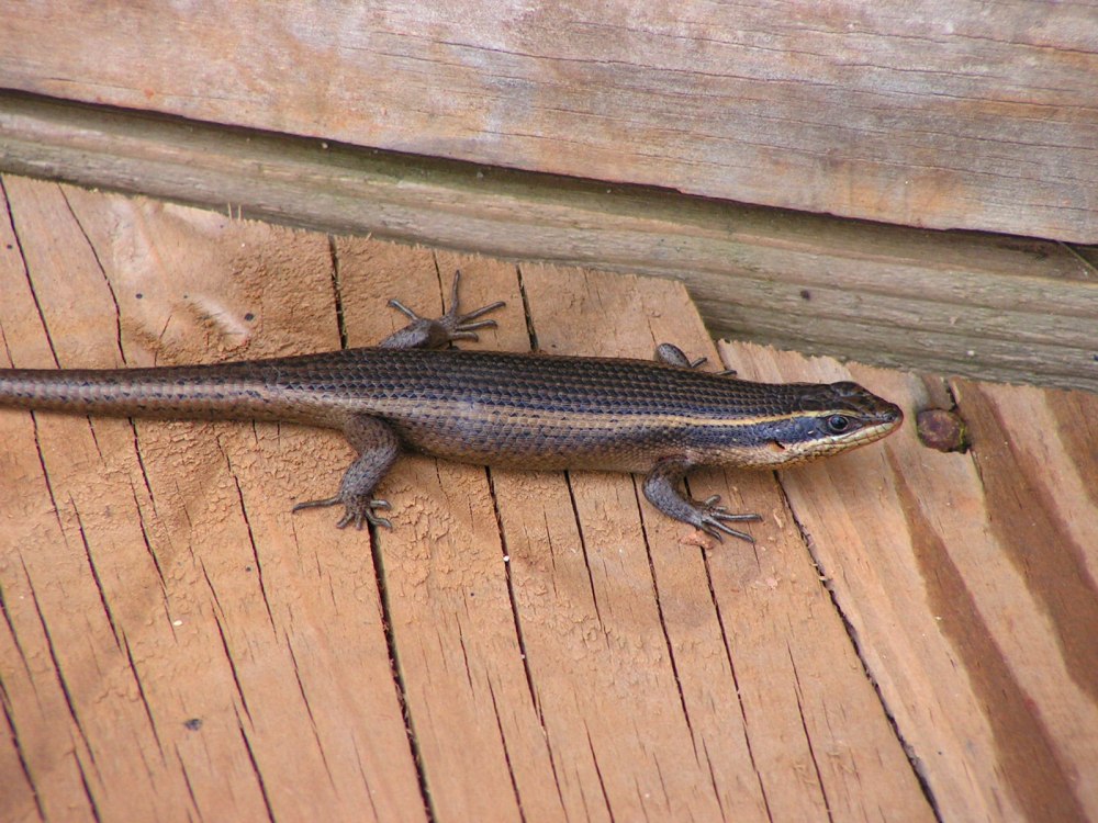 Trachylepis sulcata